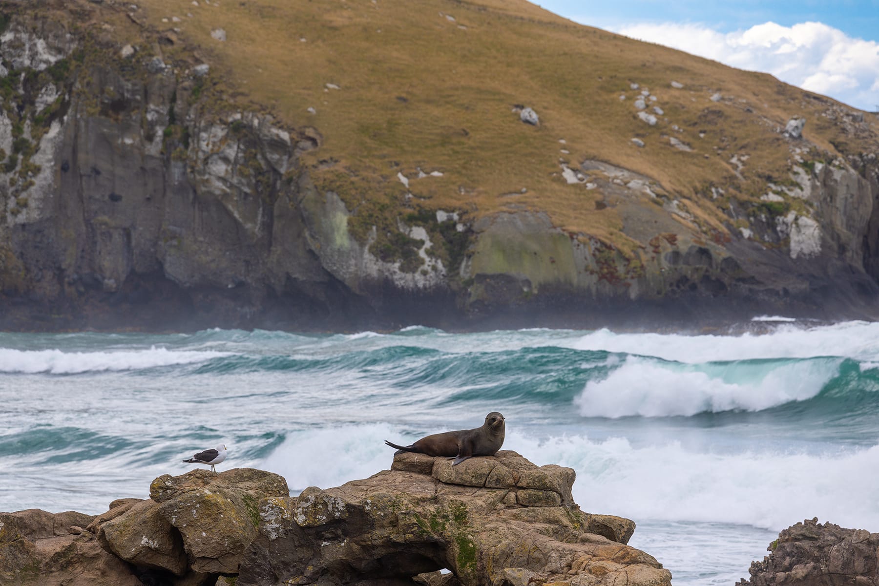 Otago Coast