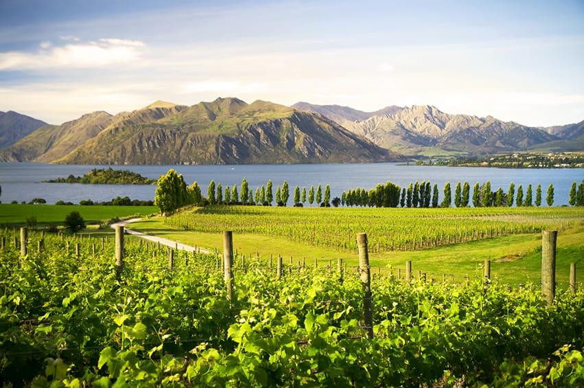 Central Otago vineyard
