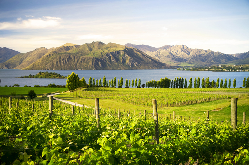 Vineyard rows beside a lake and mountains in New Zealand