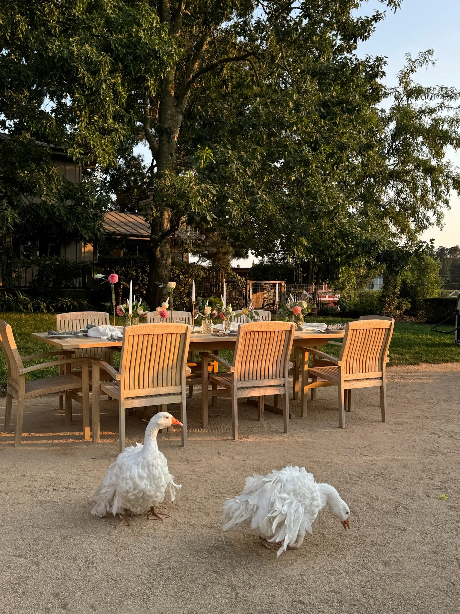Geese on lawn