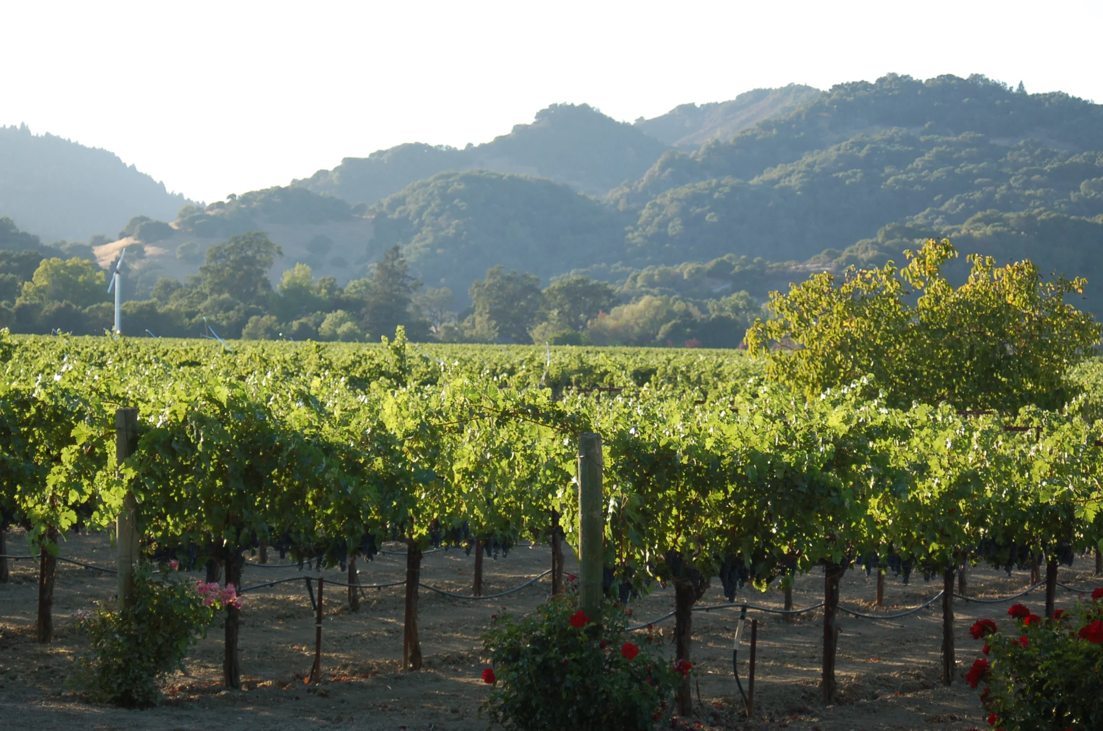O'Brien Estate vineyard looking west towards the Mayacamas mountains
