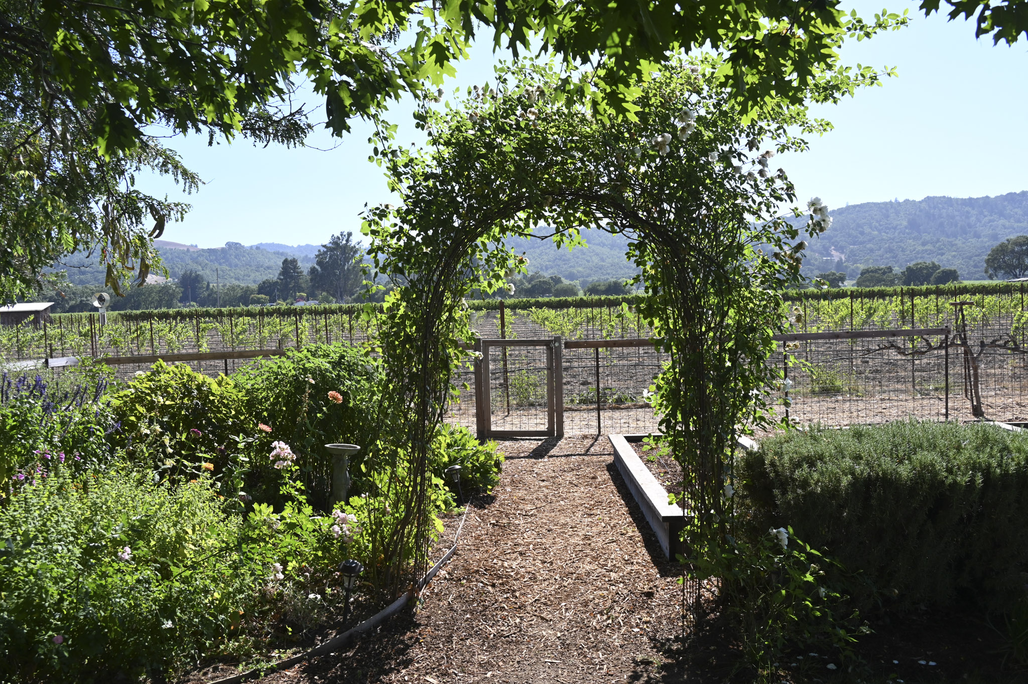 A rose-covered garden arch at O'Brien Estate framing a path out to the vineyard