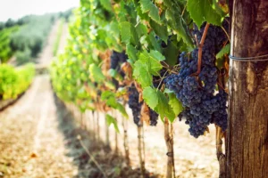 Napa Valley vineyard with ripe grapes growing on the vines