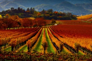 Napa Valley vineyard in autumn with rows of grapevines and mountains in the background