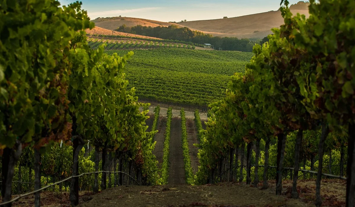 Napa Valley vineyards surrounded by rolling hills in California